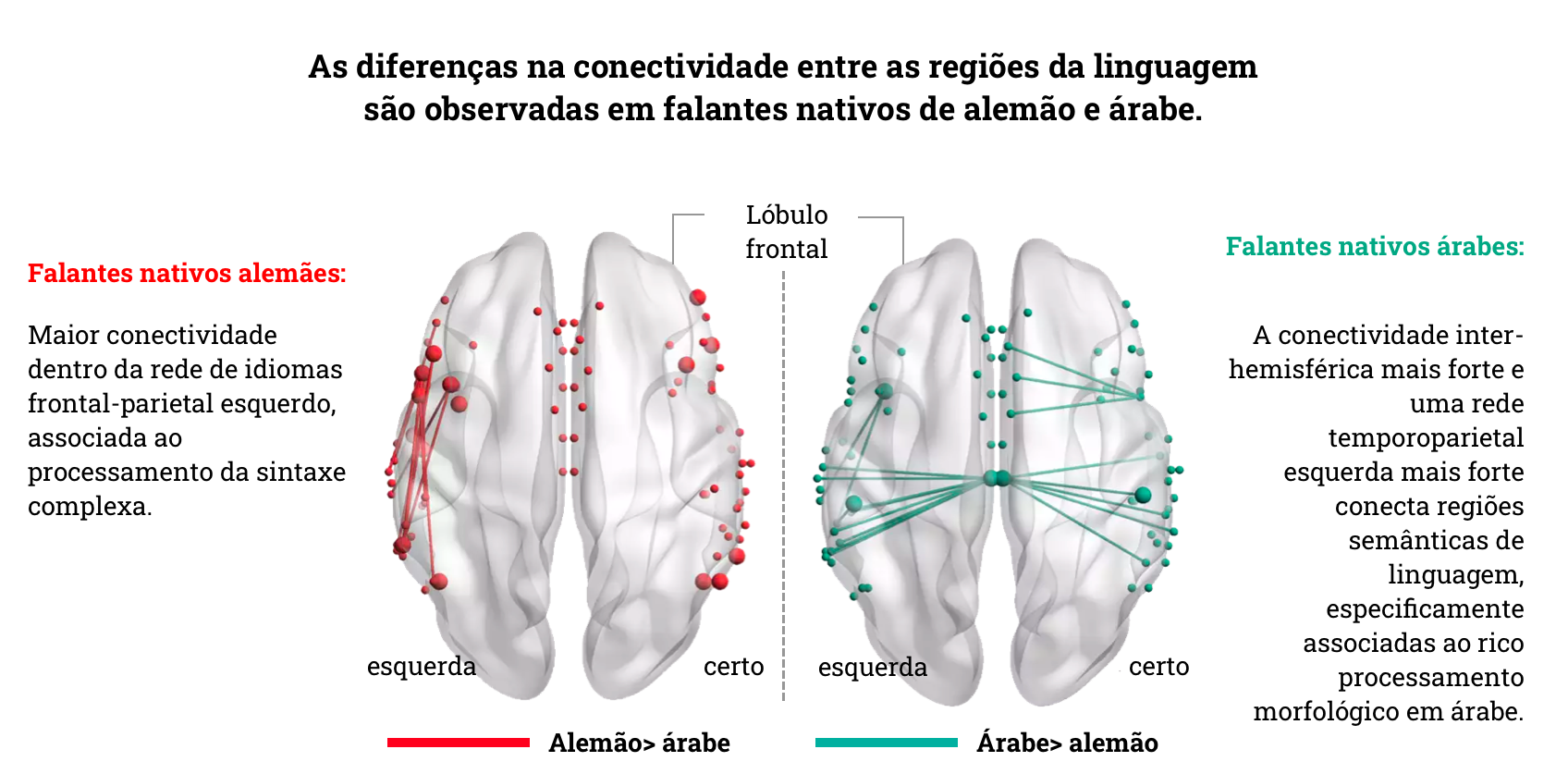 Ligação avançada no cérebro de falantes nativos de alemão e árabe representada num mapa